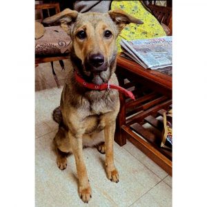 Champ Indie Dog for Adoption in Delhi