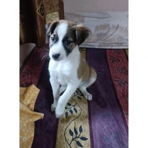 Chickoo Indie Dog for Adoption in Mumbai