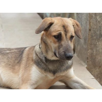 Danny Indie Dog for Adoption in Mumbai