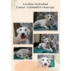 Dog for Adoption in Hyderabad