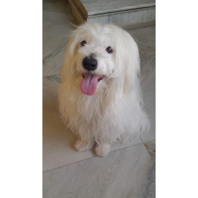 Duggu Lhasa Apso Dog for Adoption