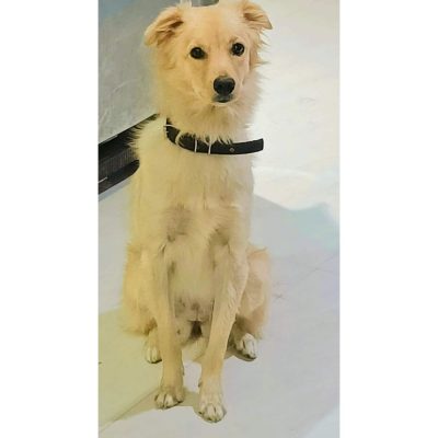 Eva Golden Retriever Dog for Adoption