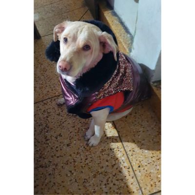 Female Labrador Dog for Adoption