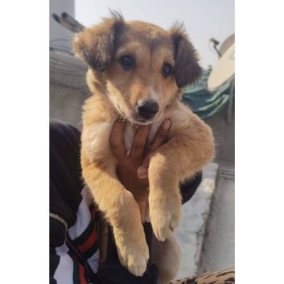 Jenny Indie Dog for Adoption in Delhi