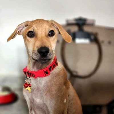 Kai Female Indie Dog for Adoption