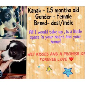 Kanak Indie Puppy for Adoption