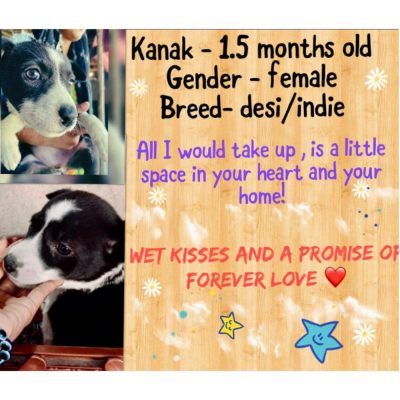 Kanak Indie Puppy for Adoption