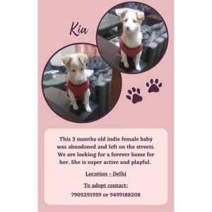 Kia Indie Dog for Adoption in Delhi