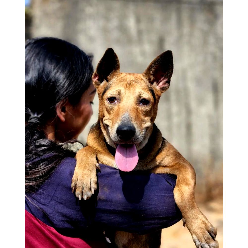 Kittu 5 Months Old Indie Dog for Adoption in Pune - Adopt Dog