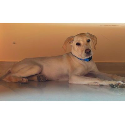 Kulfi Indie Dog for Adoption in Hyderabad