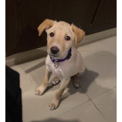 Laila Female Indie Dog for Adoption
