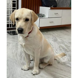 Leo Labrador Dog for Adoption in Hyderabad