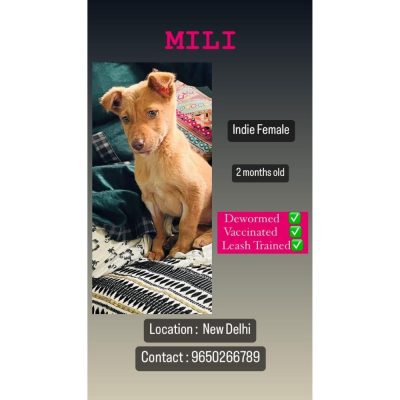 Milli Female Indie Dog for Adoption