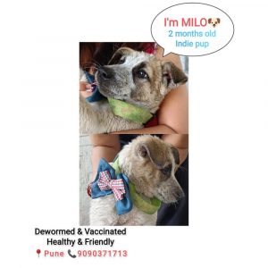 Milo 2 Months Old Indie Dog for Adoption
