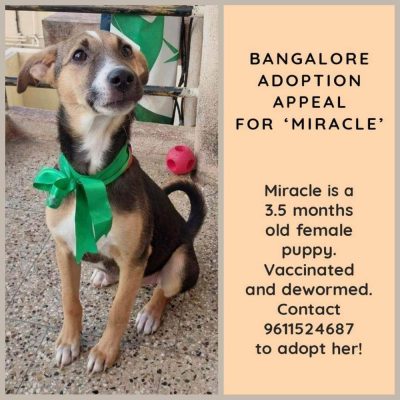 Miracle Indie Dog for Adoption