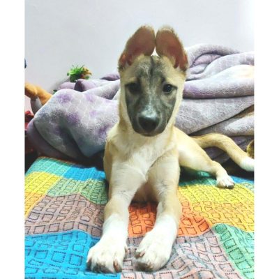 Nimmi Indie Dog for Adoption in Delhi