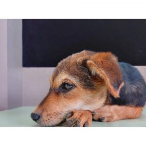 Omu Indie Dog for Adoption