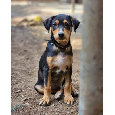 Oscar Indie Dog for Adoption in Mumbai