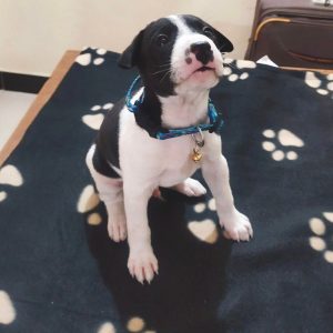 Patchy Indie Puppy for Adoption