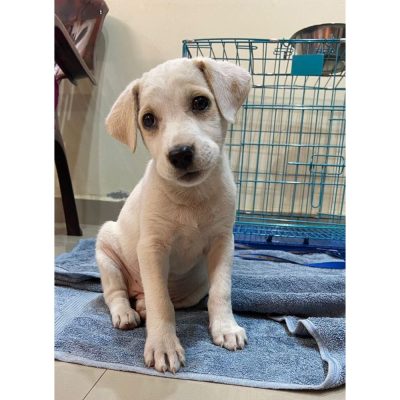 Puppy for Adoption in Hyderabad