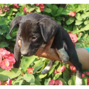 Puppy for Adoption in Pune