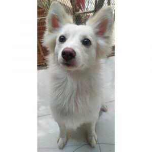 Rio Pomeranian Dog for Adoption in Mumbai