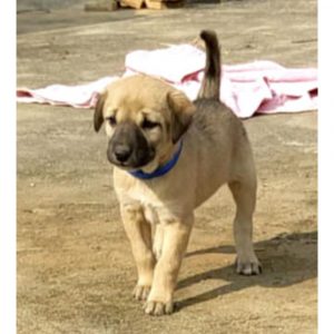 Roxy Indie Puppy for Adoption