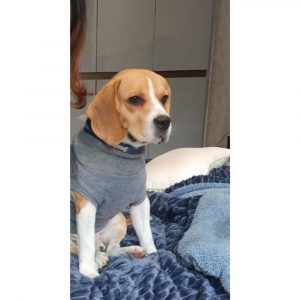 Shinda Beagle Dog for Adoption