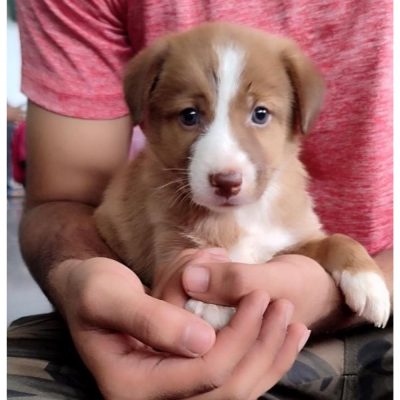 Alpha Female Indie Puppy for Adoption