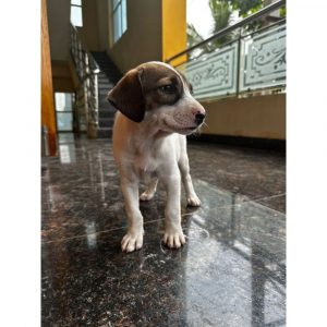 Bean Indie Puppy for Adoption