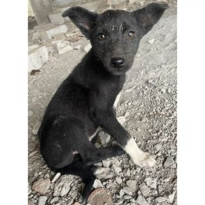 Bhaalu 3 Months Old Indie Dog for Adoption