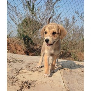 Bittu Female Indie Dog for Adoption