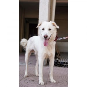 Bittu Indie Dog for Adoption