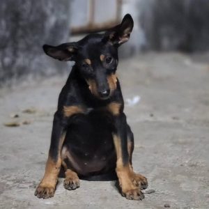 Blacky Indie Dog for Adoption in Mumbai