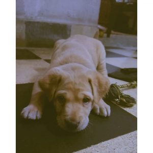 Chocky Indie Puppy for Adoption