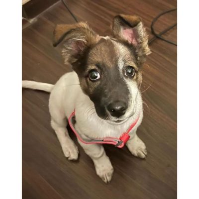 Coco 2.5 Months Old Indie Dog for Adoption in Delhi