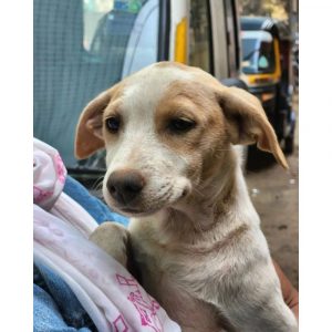 Faith Indie Dog for Adoption