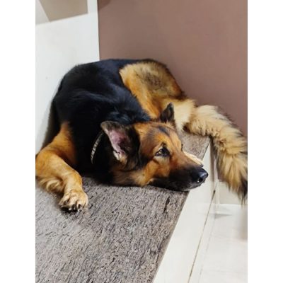 German Shepherd Dog for Adoption in Mumbai