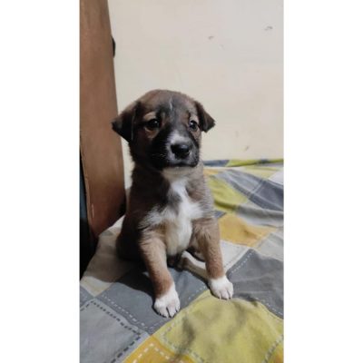 Golu Puppy for Adoption
