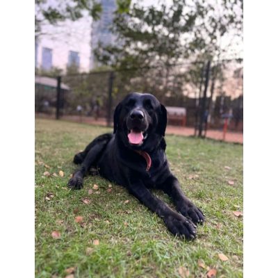 Jet Labrador Dog for Adoption in Mumbai