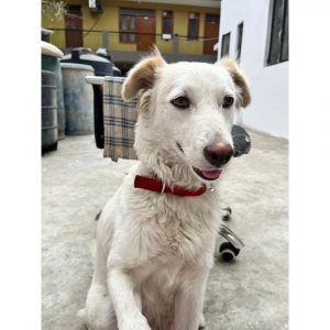 Jimmy Indie Dog for Adoption