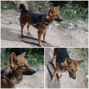 Jimmy for Adoption in Hyderabad