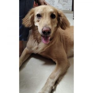 Keshu Indie Dog for Adoption