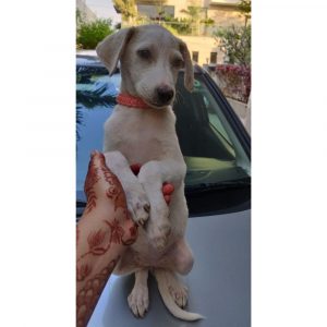 Kiki Female Indie Dog for Adoption