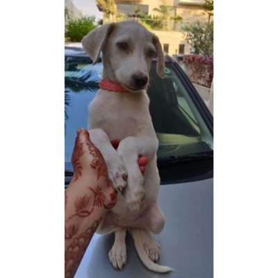 Kiki Female Indie Dog for Adoption