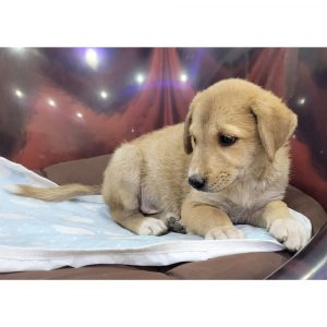 Leo Indie Puppy for Adoption