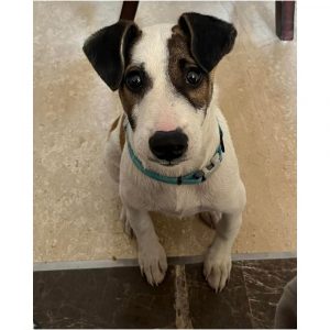 Oreo Indie Dog for Adoption