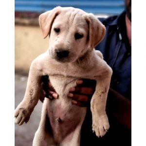 Dogs for Adoption in Mumbai - Adopt Dog
