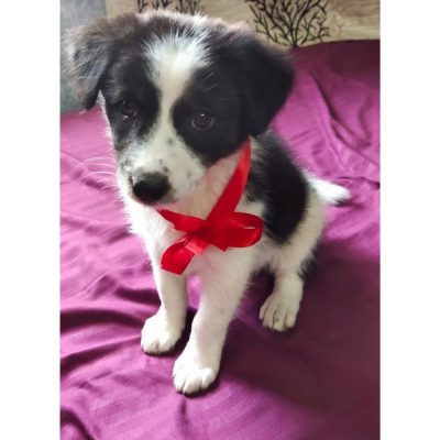 Plum Indie Puppy for Adoption