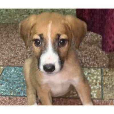 Pluto Puppy for Adoption in Delhi